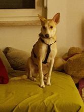 ASTA, Hund, Mischlingshund in Petersaurach - Bild 2