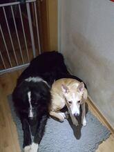 ASTA, Hund, Mischlingshund in Petersaurach - Bild 5