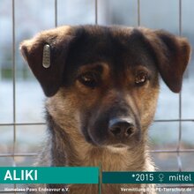 ALIKI, Hund, Mischlingshund in Rumänien - Bild 1
