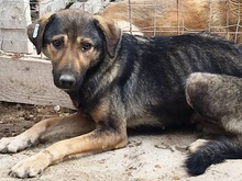 ALIKI, Hund, Mischlingshund in Rumänien - Bild 10
