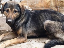 ALIKI, Hund, Mischlingshund in Rumänien - Bild 11