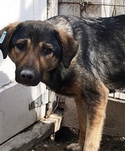 ALIKI, Hund, Mischlingshund in Rumänien - Bild 12