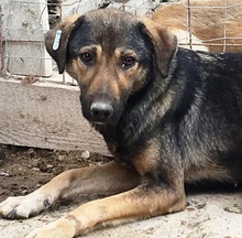 ALIKI, Hund, Mischlingshund in Rumänien - Bild 13