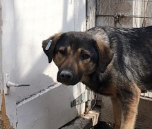 ALIKI, Hund, Mischlingshund in Rumänien - Bild 14
