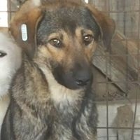 ALIKI, Hund, Mischlingshund in Rumänien - Bild 2