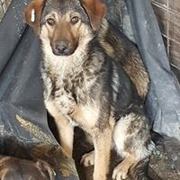 ALIKI, Hund, Mischlingshund in Rumänien - Bild 4