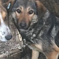 ALIKI, Hund, Mischlingshund in Rumänien - Bild 5