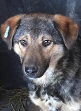 ALIKI, Hund, Mischlingshund in Rumänien - Bild 7