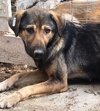 ALIKI, Hund, Mischlingshund in Rumänien - Bild 9