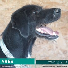 ARES, Hund, Mischlingshund in Rumänien - Bild 1