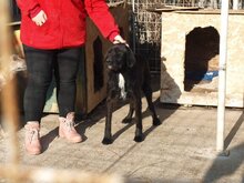 ARES, Hund, Mischlingshund in Rumänien - Bild 10