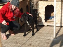 ARES, Hund, Mischlingshund in Rumänien - Bild 11