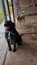 ARES, Hund, Mischlingshund in Rumänien - Bild 14