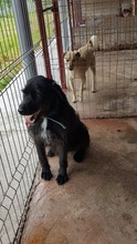 ARES, Hund, Mischlingshund in Rumänien - Bild 16