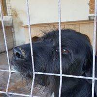 ARES, Hund, Mischlingshund in Rumänien - Bild 3