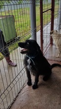 ARES, Hund, Mischlingshund in Rumänien - Bild 4
