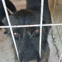 ARES, Hund, Mischlingshund in Rumänien - Bild 5
