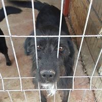 ARES, Hund, Mischlingshund in Rumänien - Bild 6