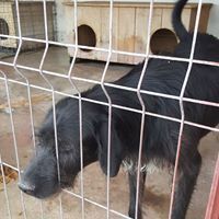 ARES, Hund, Mischlingshund in Rumänien - Bild 7