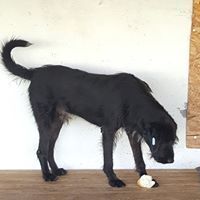 ARES, Hund, Mischlingshund in Rumänien - Bild 8