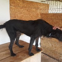 ARES, Hund, Mischlingshund in Rumänien - Bild 9