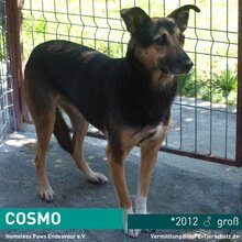COSMO, Hund, Mischlingshund in Rumänien - Bild 1