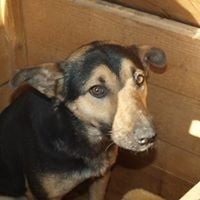 COSMO, Hund, Mischlingshund in Rumänien - Bild 10