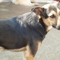 COSMO, Hund, Mischlingshund in Rumänien - Bild 11