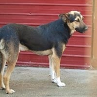 COSMO, Hund, Mischlingshund in Rumänien - Bild 12