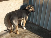 COSMO, Hund, Mischlingshund in Rumänien - Bild 13