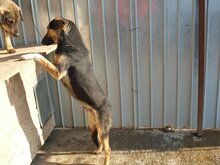 COSMO, Hund, Mischlingshund in Rumänien - Bild 14