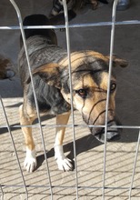 COSMO, Hund, Mischlingshund in Rumänien - Bild 15