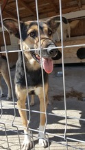 COSMO, Hund, Mischlingshund in Rumänien - Bild 17