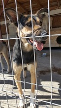 COSMO, Hund, Mischlingshund in Rumänien - Bild 18