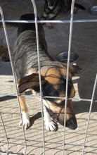 COSMO, Hund, Mischlingshund in Rumänien - Bild 19