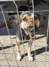 COSMO, Hund, Mischlingshund in Rumänien - Bild 2