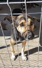 COSMO, Hund, Mischlingshund in Rumänien - Bild 20