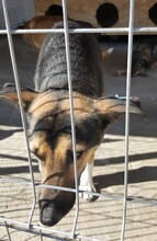 COSMO, Hund, Mischlingshund in Rumänien - Bild 21