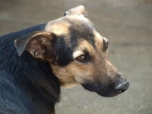 COSMO, Hund, Mischlingshund in Rumänien - Bild 23
