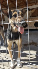 COSMO, Hund, Mischlingshund in Rumänien - Bild 24