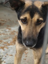 COSMO, Hund, Mischlingshund in Rumänien - Bild 6
