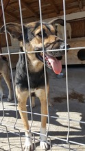COSMO, Hund, Mischlingshund in Rumänien - Bild 7