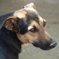 COSMO, Hund, Mischlingshund in Rumänien - Bild 9
