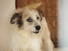 DERIO, Hund, Mischlingshund in Rumänien - Bild 1