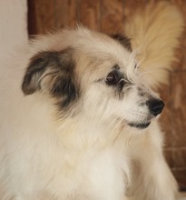 DERIO, Hund, Mischlingshund in Rumänien - Bild 10