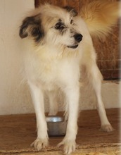 DERIO, Hund, Mischlingshund in Rumänien - Bild 11