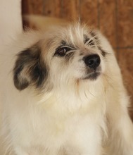 DERIO, Hund, Mischlingshund in Rumänien - Bild 12
