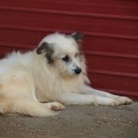 DERIO, Hund, Mischlingshund in Rumänien - Bild 14