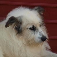 DERIO, Hund, Mischlingshund in Rumänien - Bild 15