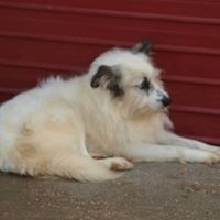 DERIO, Hund, Mischlingshund in Rumänien - Bild 16
